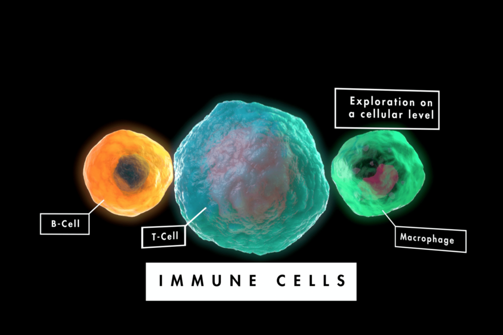 Immune Cells animation. Medical MoA Illustrations